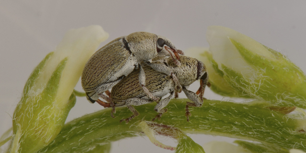 Curculionidae: Tychius meliloti anche loro? Molto probabimente sì